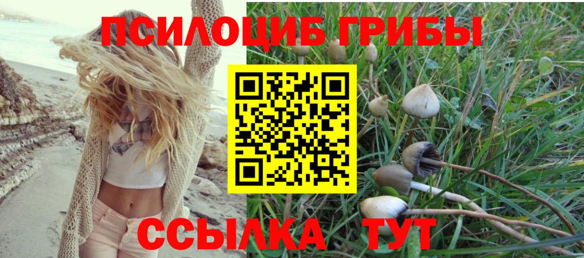 Псилоцибиновые грибы Psilocybine cubensis Гай